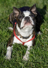 Fototapeta premium 7-Month-Old Boston Terrier Male Puppy Looking Up. Off-leash dog park in Northern California.