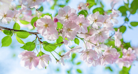 Cherry blossoms. Spring tender postcard.