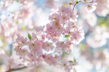 Cherry blossoms. Spring tender postcard.