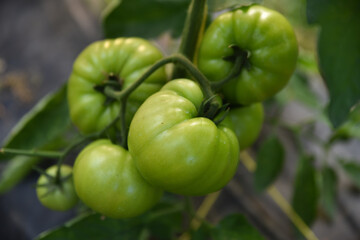 Green tomatoes in greenhouses, greenhouse tomatoes, North African farms, the state of Jijel, Algeria, where there is a moderate climate suitable for most vegetables