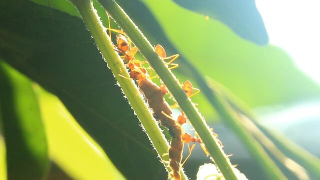 Ants biting pray on tree , out door Chiangmai Thailand