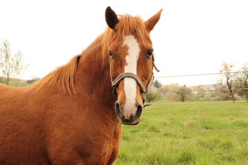 A beautiful horse in the pasture 