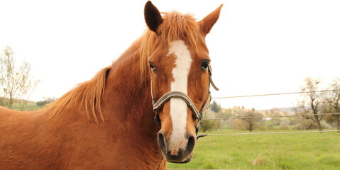 Fototapeta premium A beautiful horse in the pasture 