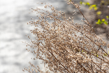 Brown dry blooming sagebrush is in spring day on the gray blurred background