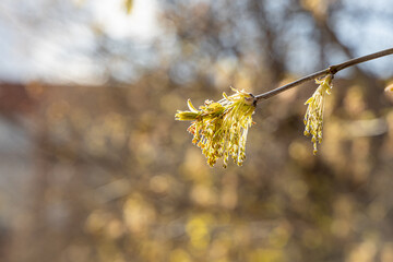 Twigs of maple flowers with young green carved leaves and seeds in spring on a blue sky background in a park