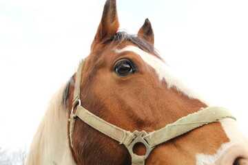 Obraz premium A beautiful horse in the pasture 