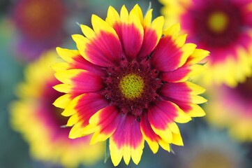 Blume pink/gelb, close up, Changchun, Jilin China