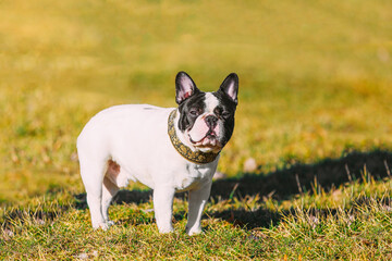 Beautiful French Bulldog Puppy Dog Outdoor In Spring Park