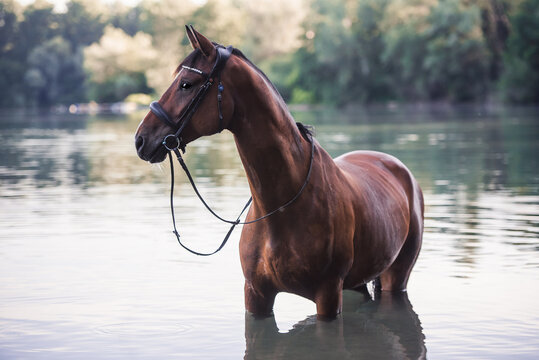 Ein Pferd steht bei hei&szlig;en Temperaturen im Sommer in einem See