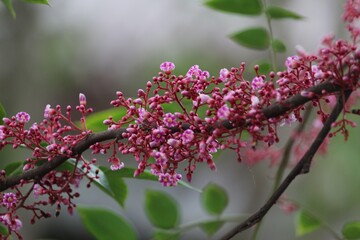 Natural lovely pink fragrant spring flowers of a paradise figs-tree