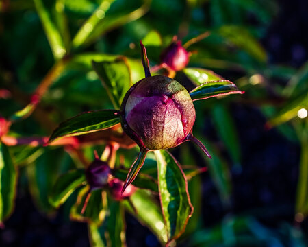 A Peony bud with dew hanging on it