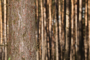 Close-up on a fragment of a pine trunk with a defocused forest in the background. The abstract landscape.