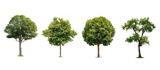 A collection of beautiful trees isolated on a white background ideal for use in architectural design, publications and website decoration.