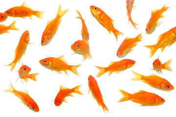 たくさんの赤い金魚と白背景