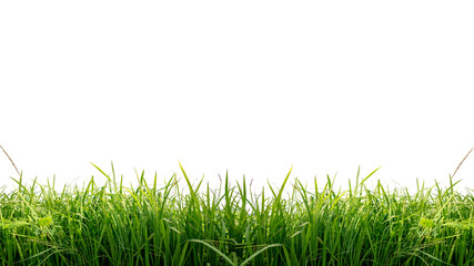 Isolated green grass on a white background