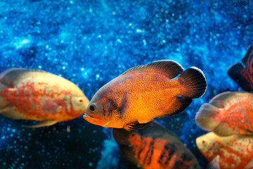 Several bright orange astronotus ocellatus peacock fish in rich blue with light dots of sea depth....