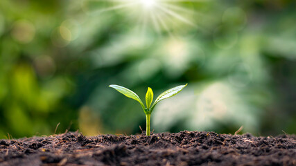 Small trees with green leaves, natural growth, and sunlight, the concept of agriculture and sustainable plant growth.