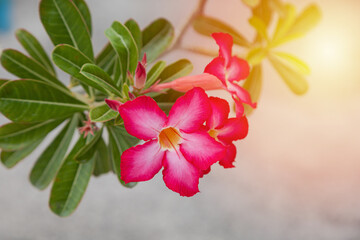 Pink adenium flowers with sunset nature background