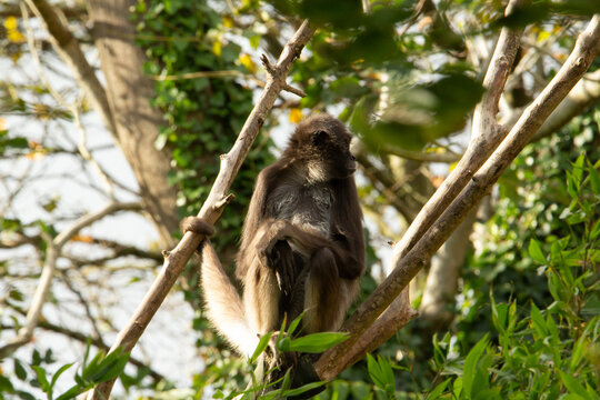 Brown spider monkey (Ateles hybridus)  a single brown spider monkey relaxing in a tree with the morning light