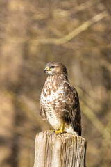 Buzzard in the forest. Sitting on a wooden post. Wildlife Bird of Prey, Buteo buteo, Looking right. Wildlife scene from nature
