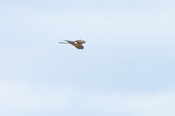 Close up of Kestrel - bird of prey - hovering in the sky, hunting for prey