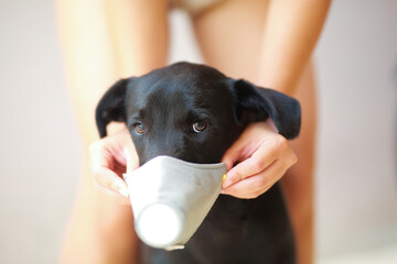 Dog wearing safety especially a mask to protect  dust Pm 2.5 and Corona virus, covid 19  on cute black dog. Concept covid-19 coronavirus pandemic and prevent pets you love.