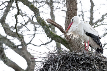 A stork stands in its nest, between twisting branches of the tree. A blue sky in the background. copy-space