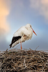 One stork build a nest. Dramatic golden blue sunset in the background, Skyscape