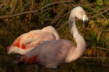 Chilean Flamingo (Phoenicopterus chilensis) two Chilean flamingo standing in the early morning sun with a natural background