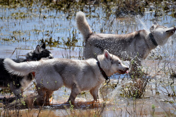 summer camping trip of brave husky dogs off road 