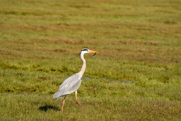 Great gray heron fishes a large insect from a ditch and quickly runs away with it across the grass. Wildlife in its natural habitat