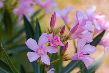 Apocynaceae flower of pink beautiful