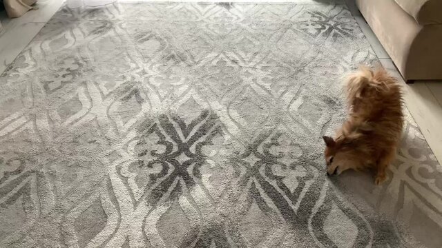 A Wet Red Dog Is Rolling Merrily On The Gray Carpet. German Spitz Dog To Dry On The Carpet After Taking A Shower