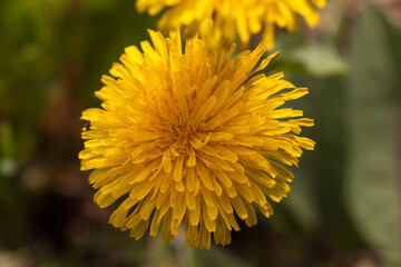 yellow flower of a dandelion