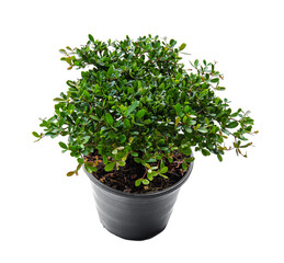 Fototapeta premium Small decorative tree, little Tree in the pots isolated on white background. Eco concept with copy space for text or art work design. Terminalia ivorensis.
