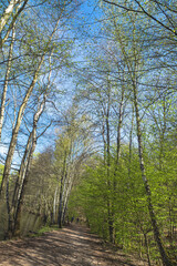 Obraz premium Wasldweg amweiher