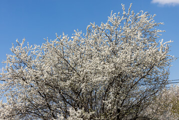 Beautifully flowering plum trees in the orchard