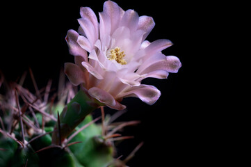 close up pink flower of gymnocalycium cactus against dark background