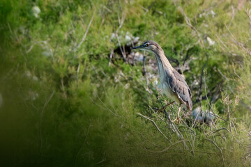 Cria de Martinete comun (Nycticorax nycticorax) sobre tarajal de ribera