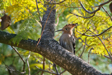Hoopoe on a tree branch