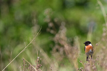 European stone stone (Saxicola rubicola) perched on a bush with a green background with bokeh