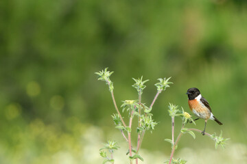 European stone stone (Saxicola rubicola) perched on a bush with a green background with bokeh