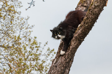 Black cat with white pawns and face climbing down from apple tree and looking into camera with green eyes.