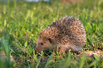 European hedgehog walking on the grass between sunset lights and shadows