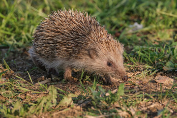 European hedgehog posing on the grass in a warm toned image