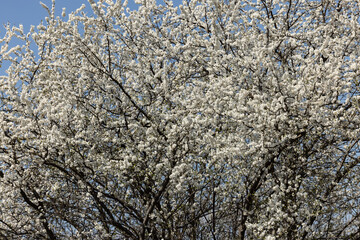 Beautifully flowering plum trees in the orchard