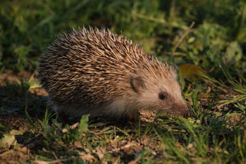 hedgehog in the grass