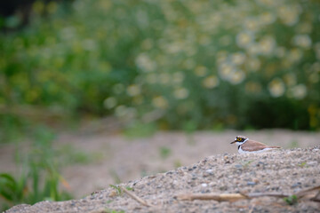 Small white, black and brown bird hidden in the sand with a nice green background