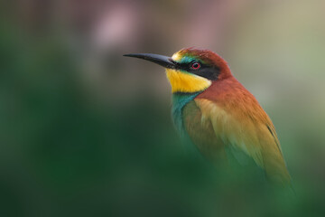 Close-up of a bee-eater with a nice blur background