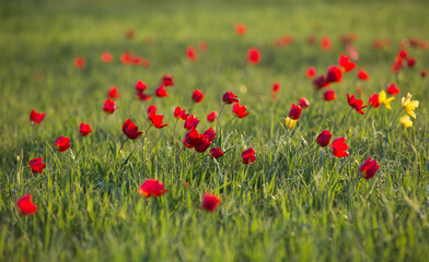 field with red tulips and green grass
